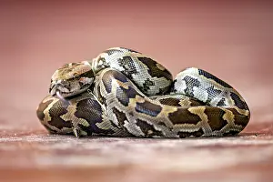 Wildlife Photography Sri Lanka Stampe: Close-up of a python with a distinctive pattern in brown and black on a red background