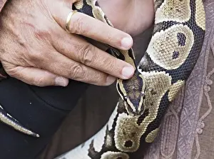Stampe di Ritratto ravvicinato di un serpente pitone che viene tenuto, che mette in evidenza il suo complesso disegno della pelle Pitone Stampe: Ritratto ravvicinato di una serpente pitone mentre viene tenuta.