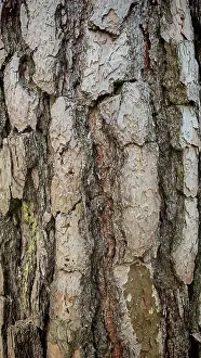 Nature Reserve Upper Franconia Germany Stampe: Close-up of the structured bark