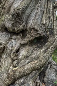 Deserted Tree Roots Stampe: Close-up of a tree root, tree