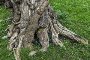 Deserted Tree Detail Stampe: Close-up of a tree root, tree