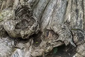 Deserted Tree Roots Stampe: Close-up of a tree root, tree