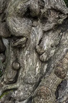 Deserted Tree Roots Stampe: Close-up of a tree root, tree