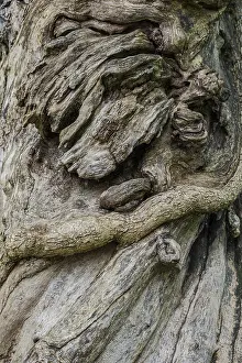Uninhabited Forest Scenes Stampe: Close-up of a tree root, tree