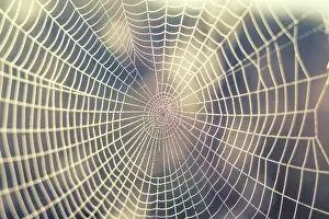 Bokeh Effect Photography Stampe: Close up view of the strings of a spiders web with bokeh