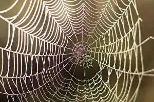 Close Up Spider Web Stampe: Close up view of the strings of a spiders web with bokeh
