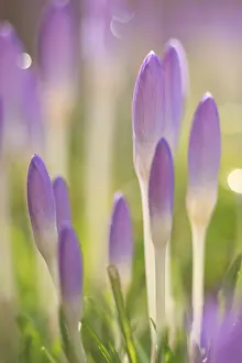 Nature Botany Types Stampe: Closed Crocuses with backlighting