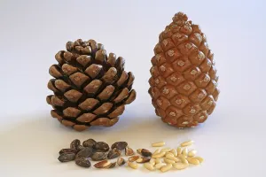 Pine Nut Photography Stampe: Closed and open pine cone, pine nuts with and without shell