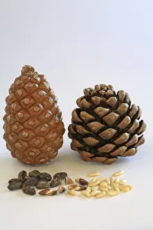 Pine Cone Photography Stampe: Closed and open pine cone, pine nuts with and without shell
