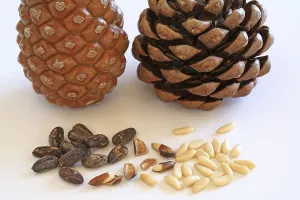 Pine Nut Photography Stampe: Closed and open pine cone, pine nuts with and without shell
