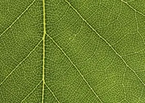 Nature Plant Images Stampe: Closeup of a birch leaf