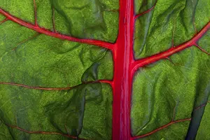 Leafy Vegetable Details Stampe: Closeup of a chard leaf