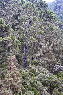 Rock Formations In The Canaries Stampe: Cloud forest with hanging lichens
