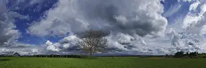 Cloud Formations Stampe: Cloud formations with tree