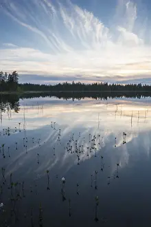 Overcast Sky Landscape Photo Stampe: Cloud reflection in a forest lake