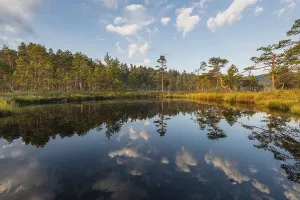 Scandinavian Wetland Biotope Stampe: Cloud reflection in a moor lake