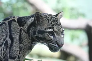 Leopardo Nuvoloso Stampe: Gatto leopardo nuvoloso.