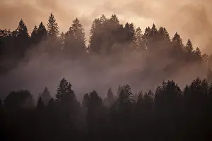 Evening Mood In Bavaria Stampe: Clouds of mist between the trees in the evening light