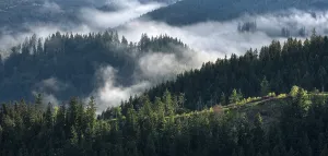 Misty German Countryside Stampe: Clouds in the Thuringian Forest