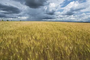 Gloomy Weather Forecast Stampe: Cloudy dramatic sky over blurred fields