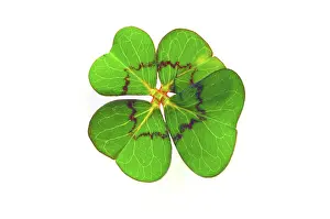 Four Leaf Clover Symbol Stampe: Cloverleaf