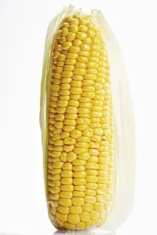 Sweet Corn Nutrition Stampe: Cob of Corn