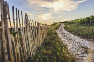 Deserted Austrian Road Stampe: Cobblestone path through the vineyards