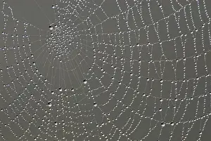 Close Up Stampe: Cobweb with dew drops