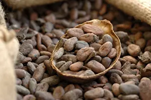 Cacao Bean Stampe: Cocoa beans