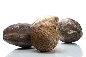 Studio Shot Of Coconuts Stampe: Coconuts