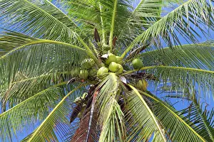 Deserted Plant Life Stampe: Coconuts on palm tree, closeup view