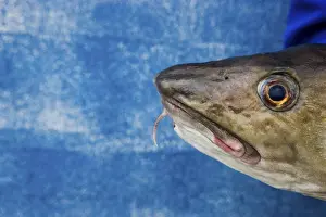 Close Up Fish Photography Stampe: Cod on blue background