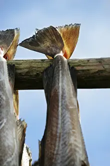 Wildlife Close Up Stampe: Cod drying on rack