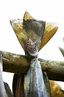 Wildlife Close Up Stampe: Cod drying on rack