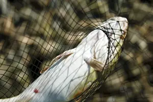 Wildlife Sea Creatures Stampe: Cod - hand net - captured - trapped