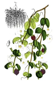Indoor Leafy Plants Decoration Stampe: Codomamthe devosiana, Codonanthe