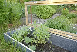 Cold Frame Gardening Stampe: Cold frame