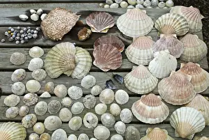 Conchiglia Stampe: Raccolta di conchiglie.