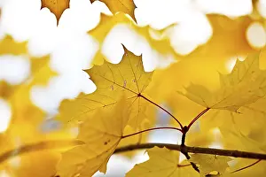 Autumnal Atmosphere Stampe: Colourful