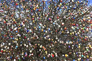 Multicoloured Easter Eggs Stampe: Many colourful Easter eggs on a tree