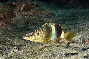 Pesce Persico Stampe: Un scriba di Serranus con disegni colorati che galleggia sopra il fondale marino.