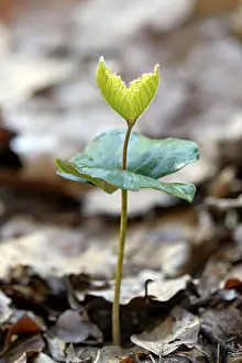 European Beech Seedling Stampe: Common beech (Fagus sylvatica)