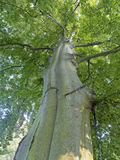European Beech Landscape Stampe: Common beech (Fagus sylvatica)