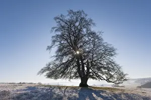 Blue Sky Winter Landscape Stampe: Common beech (Fagus sylvatica)