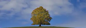 Autumn Mood Stampe: Common beech (Fagus sylvatica)