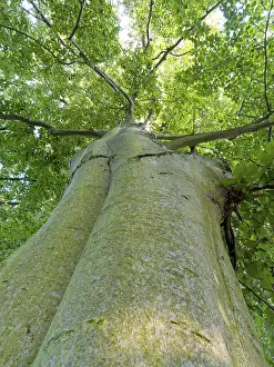 Fagus Sylvatica Species Stampe: Common beech (Fagus sylvatica)