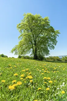 Solitary Tree Germany Stampe: Common beech (Fagus sylvatica)