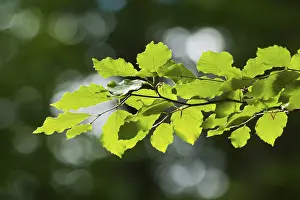 Backlit Nature Photography Stampe: Common beech (Fagus sylvatica)