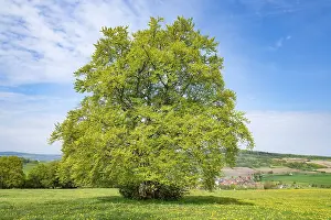 Solitary Tree Stampe: Common beech (Fagus sylvatica)