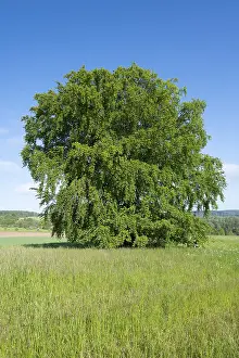 Solitary Tree Germany Stampe: Common beech (Fagus sylvatica)